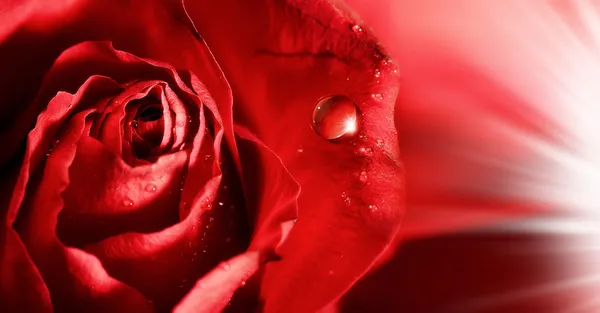 Röda rosenblad med vattendroppar och strålar av ljus. abstrakt — Stockfoto