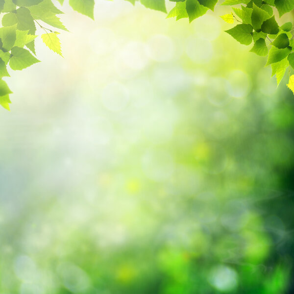 Чудесный день на летнем лугу. Абстрактные природные предпосылки
