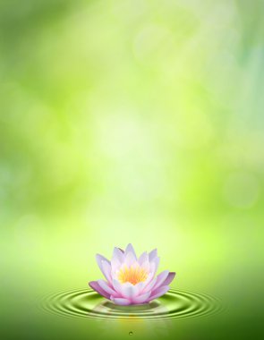 Water lily. Abstract oriental backgrounds for your design