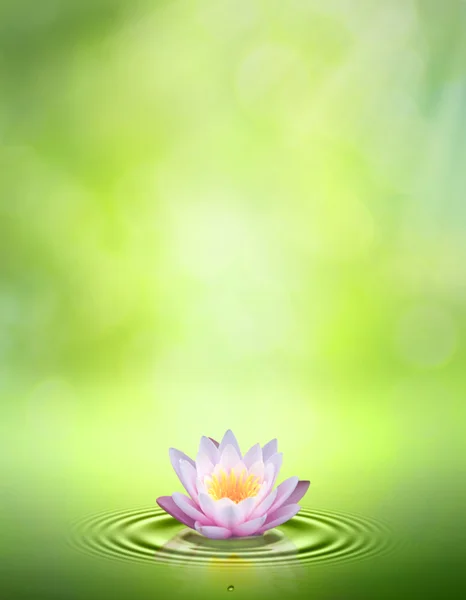 Water lily. Abstract oriental backgrounds for your design — Stock Photo, Image