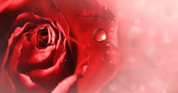 Růžová něha. rudá růže s kapičkami vody, abstraktní pozadí — Stock fotografie