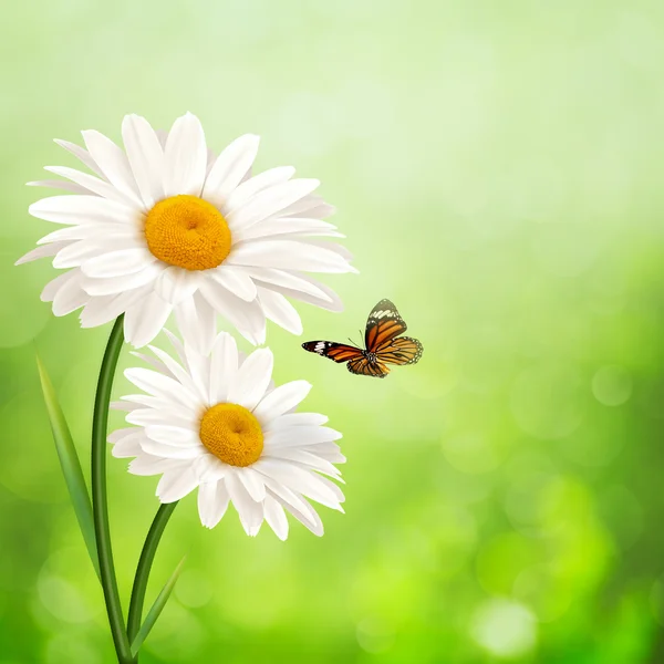 Gelukkig weiland. abstracte zomer achtergronden met madeliefjebloemen — Stockfoto