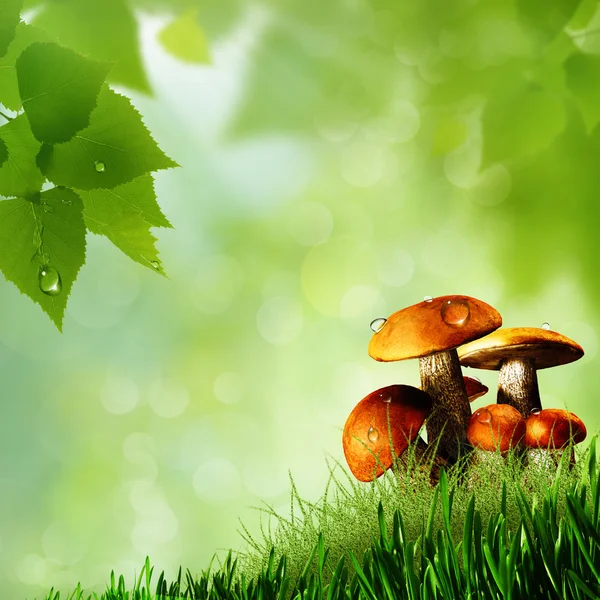 Mushrooms. Abstract natural backgrounds — Stock Photo, Image