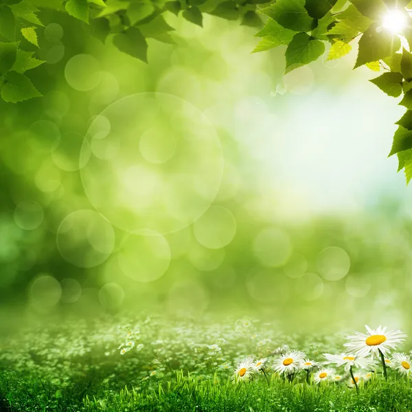 Manhã de beleza na floresta verde, fundos ecológicos — Fotografia de Stock