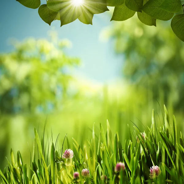 Grüne Welt, abstrakte ökologische Hintergründe für Ihr Design — Stockfoto