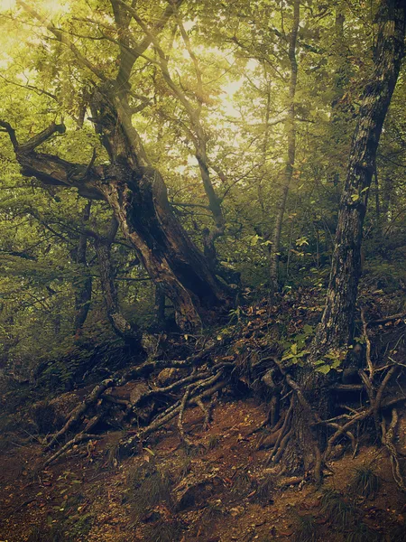 Θερινή ώρα στο δάσος, φυσικό υπόβαθρο για το σχέδιό σας — Φωτογραφία Αρχείου