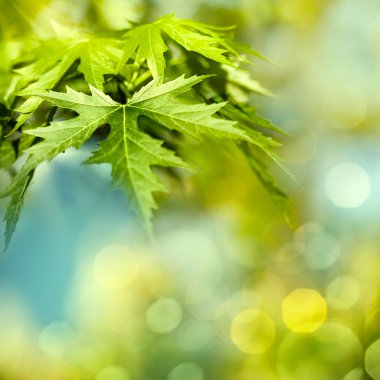 akçaağaç yaprakları ile doğal arka