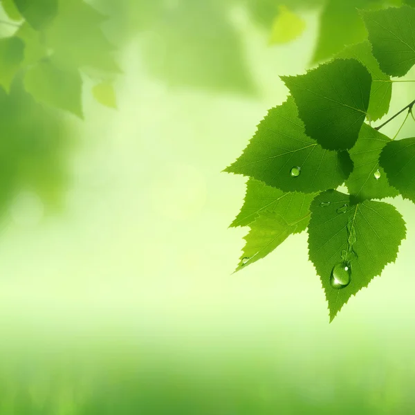 Rosée fraîche sur le feuillage, milieux naturels abstraits — Photo