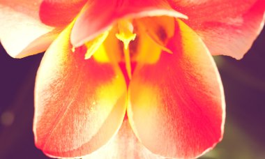 Lale closeup, doğal arka tasarımınız için