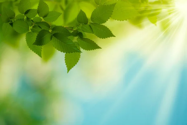 Schöner Sommertag. Abstrakte ökologische Hintergründe — Stockfoto