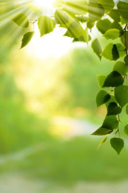 çevre arka tasarımınız için