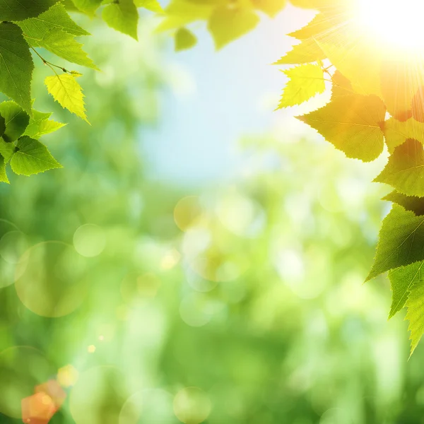 Heldere zomerdag in het bos, milieu achtergronden — Stockfoto