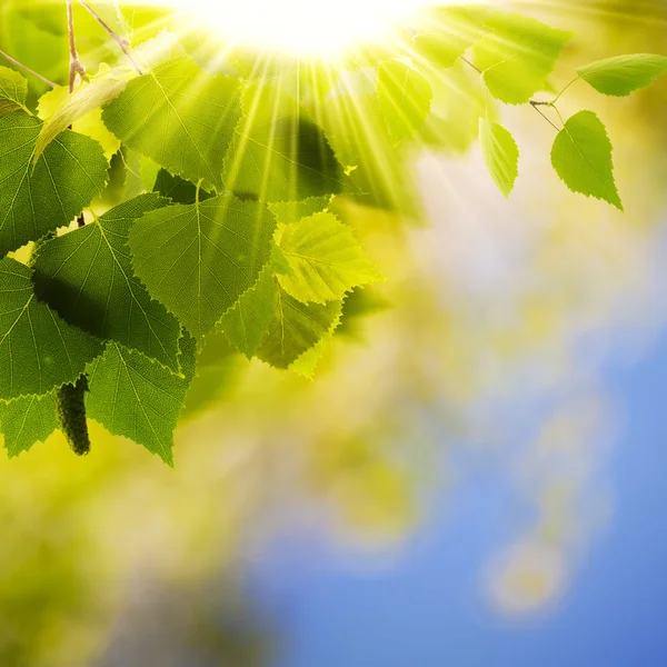 Monde vert, décors environnementaux abstraits pour votre design — Photo