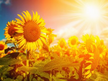 Happy Meadow. Sunflowers field under golden summer sun clipart