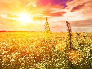 late sunset on the summer meadow, natural landscape clipart