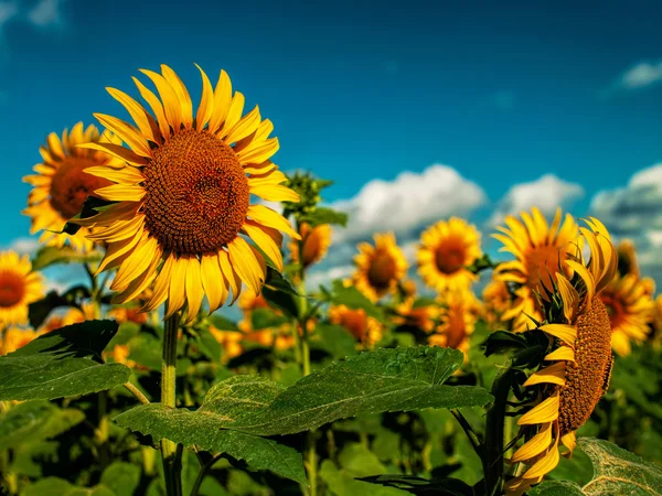 Campo de girasoles bajo el sol dorado del verano — Foto de Stock