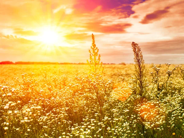 Tramonto sul prato estivo, paesaggio naturale — Foto Stock