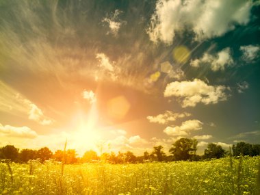 vahşi çayır üzerinde parlak yaz günbatımı. Güzellik papatya çiçeği ile doğal arka planlar