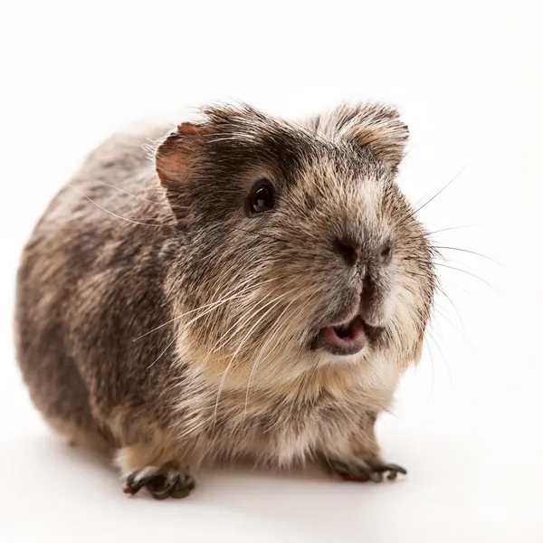 Sterke man. grappig Guinuea zwijn over een witte achtergrond — Stockfoto