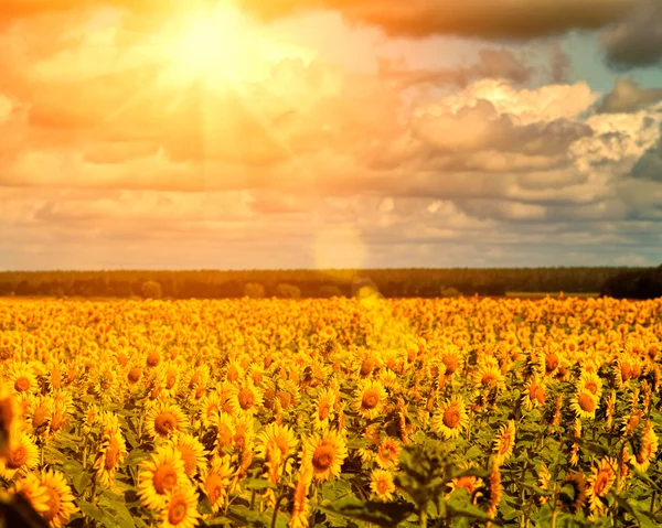Sol dorado de verano sobre los campos de girasol, paisaje natural —  Fotos de Stock