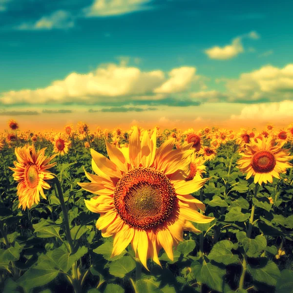 Zonnebloemen onder de blauwe hemel. mooie landelijke scène — Stockfoto