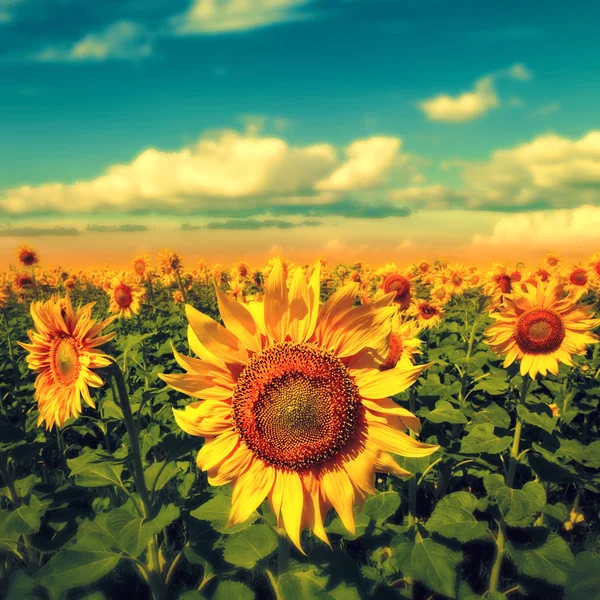 Girasoles bajo el cielo azul. hermosa escena rural —  Fotos de Stock