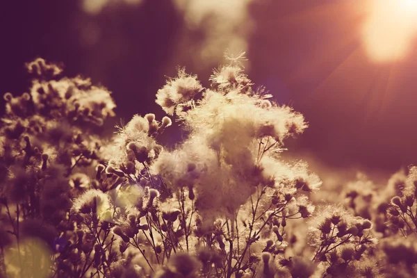 Willow-herb under the evening sun, natural backgrounds — Stock Photo, Image