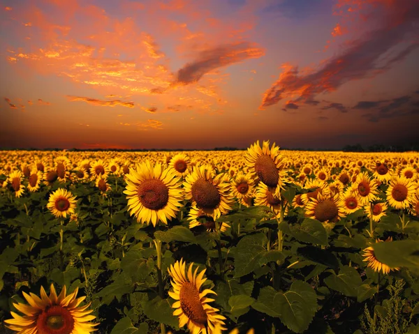 Bloody skies, Dramatic landscape with sunflowers field — Stock Photo, Image