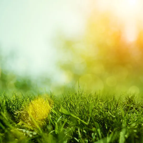 Güzellik bokeh ile soyut doğal arka plan