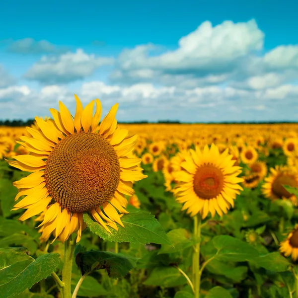 Gyllene blommor, optimistisk sommar landskap för din design — Stockfoto