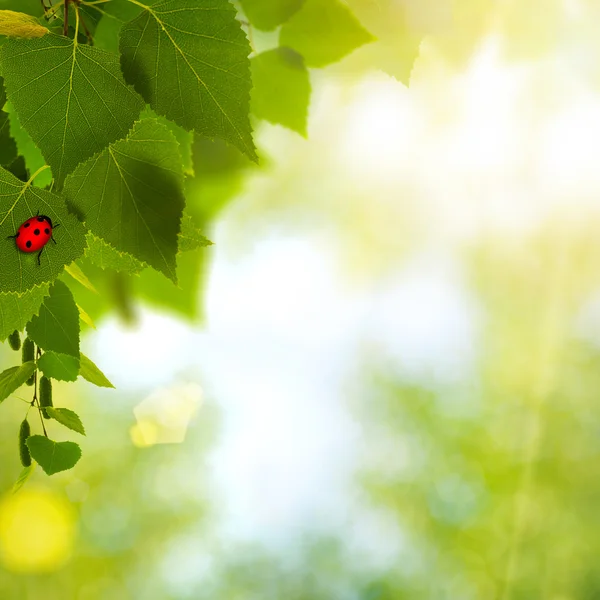 Ladybug. Abstract environmental backgrounds for your design — Stock Photo, Image