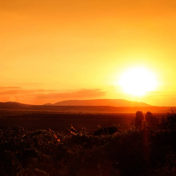 Wijngaard onder de zomer zonsondergang, abstracte achtergronden — Stockfoto