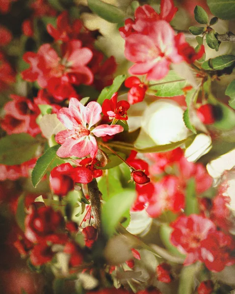 Grungy floral backgrounds with very shallow focus for your design — Stock Photo, Image