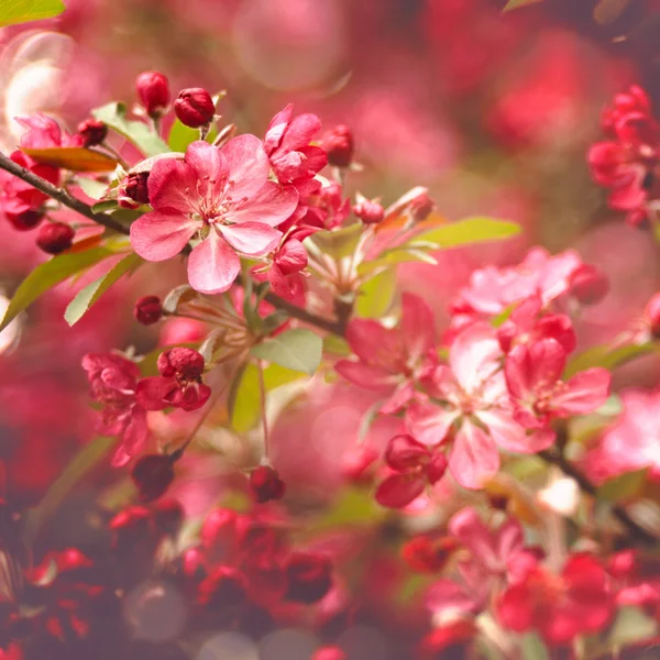 Αφηρημένο floral υπόβαθρα ομορφιάς για το σχέδιό σας — Φωτογραφία Αρχείου