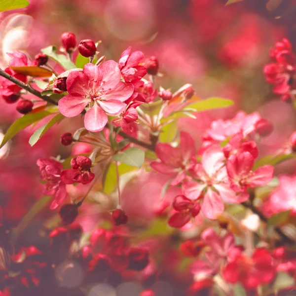 Beauté abstraits milieux floraux pour votre conception — Photo