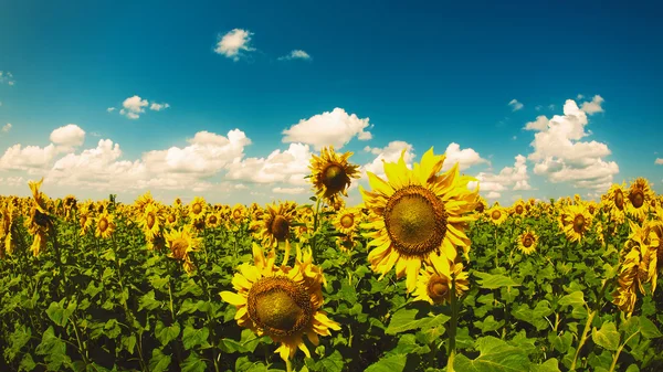 Skönhet solrosor på fältet, naturliga landskapet — Stockfoto