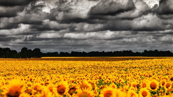 Van Gogh Summer. Dramatic evening over sunflowers meadow — Stock Photo, Image