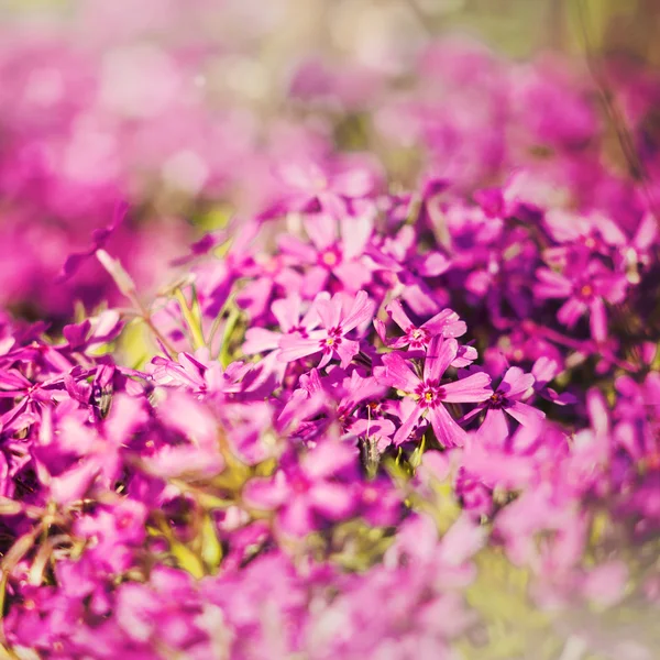 Grungy floral backgrounds with very shallow focus for your desi — Stock Photo, Image