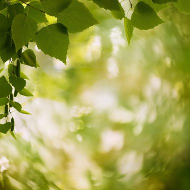doğal arka petzval lens bokeh ile