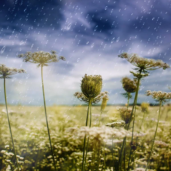 Lluvia otoñal. Paisaje natural para su diseño — Foto de Stock