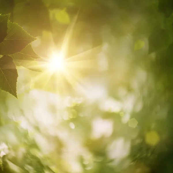 I skogen, abstrakt naturliga bakgrunder för din design — Stockfoto