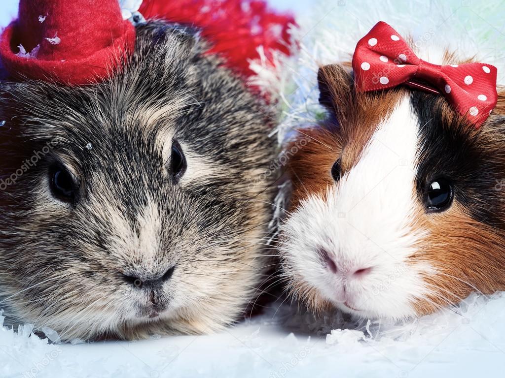 Abstract funny backgrounds with pair of guinea pigs