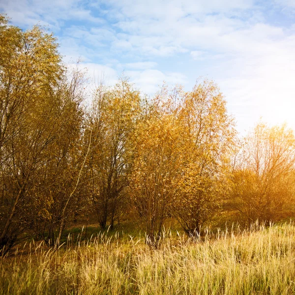 Abstract autumnal backgrounds — Stock Photo, Image