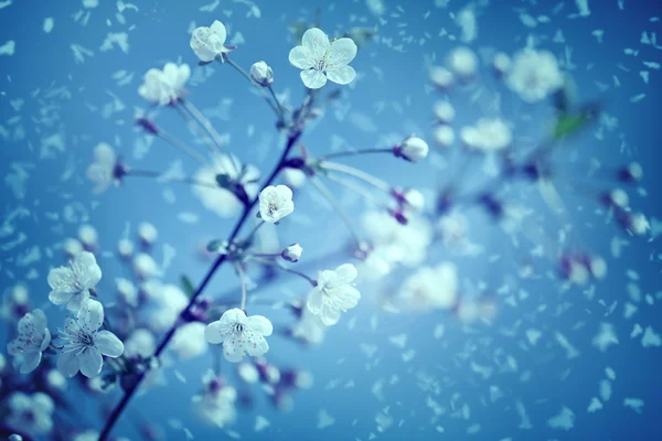 Snow and flowers. — Stock Photo, Image