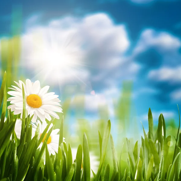 Grüne Wiese mit Gänseblümchen — Stockfoto