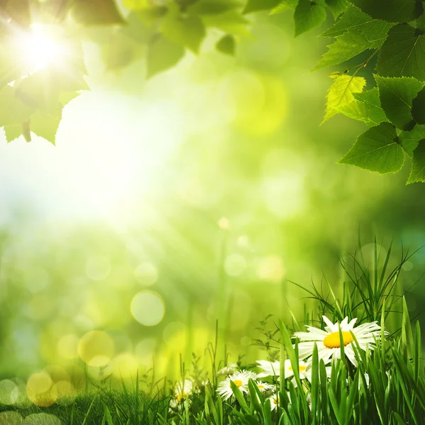 Schoonheid zomer bos achtergrond — Stockfoto