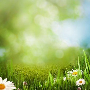 Papatya çiçekler yaz çayır, doğal arka planlar üzerinde