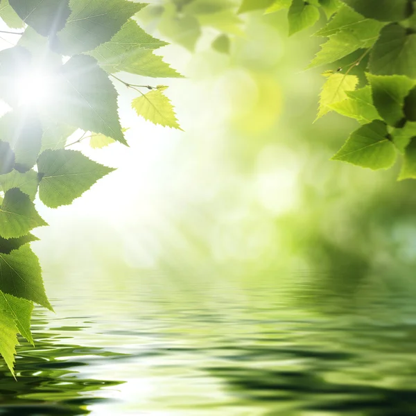 Sul lago della foresta, sfondi ambientali astratti — Foto Stock