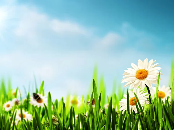 Daisy flowers on the meadow — Stock Photo, Image
