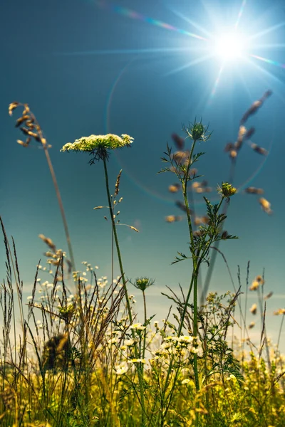 Summer on the meadow, abstract natural backgrounds — Stock Photo, Image